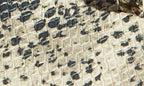 Tkees Riley Snakeskin Embossed Flip Flop